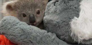 A wildlife conservation hospital for south-western Sydney and surrounds