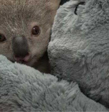 A wildlife conservation hospital for south-western Sydney and surrounds