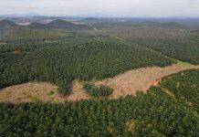 National parks and other protected areas often fail to conserve Earth’s forests, research finds