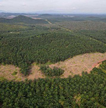 National parks and other protected areas often fail to conserve Earth’s forests, research finds