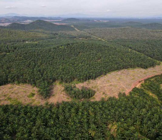 National parks and other protected areas often fail to conserve Earth’s forests, research finds