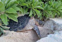 Study finds key to improving turtle and tortoise extinction crisis