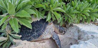 Study finds key to improving turtle and tortoise extinction crisis