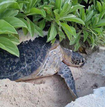 Study finds key to improving turtle and tortoise extinction crisis