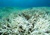 New Monash study shows wind patterns key in causing coral bleaching on Great Barrier Reef