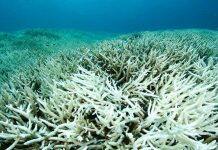 New Monash study shows wind patterns key in causing coral bleaching on Great Barrier Reef