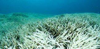 New Monash study shows wind patterns key in causing coral bleaching on Great Barrier Reef
