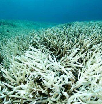 New Monash study shows wind patterns key in causing coral bleaching on Great Barrier Reef