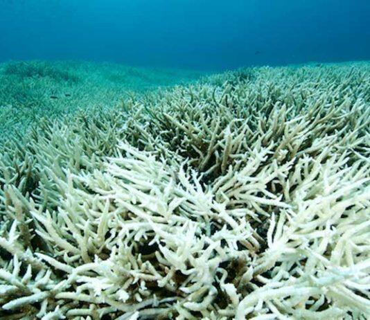 New Monash study shows wind patterns key in causing coral bleaching on Great Barrier Reef