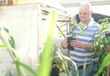 Aussie avocado technology to hit Latin America