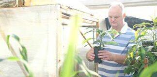 Aussie avocado technology to hit Latin America