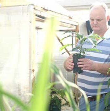 Aussie avocado technology to hit Latin America