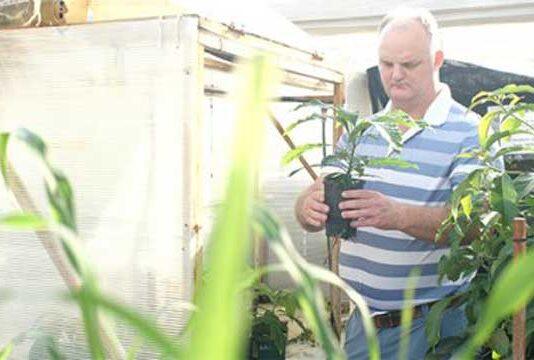 Aussie avocado technology to hit Latin America