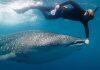 Global warming threat to whale sharks