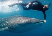 Global warming threat to whale sharks