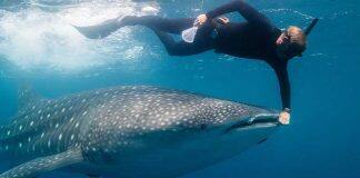 Global warming threat to whale sharks