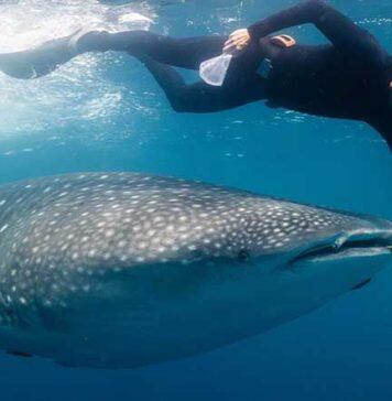 Global warming threat to whale sharks