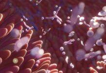 Gut health signals could transform arthritis treatment