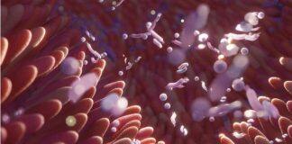 Gut health signals could transform arthritis treatment