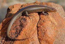 Monash University researchers discover new species of skink in central Australian desert