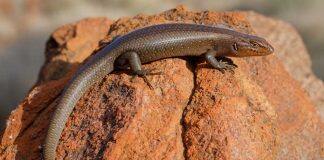 Monash University researchers discover new species of skink in central Australian desert