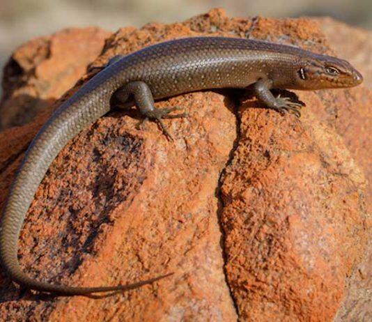 Monash University researchers discover new species of skink in central Australian desert