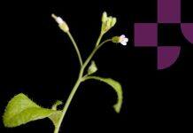 New discoveries in stem cell research made by international research collaboration