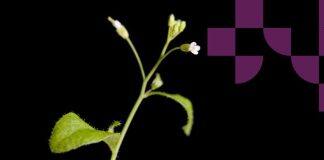 New discoveries in stem cell research made by international research collaboration