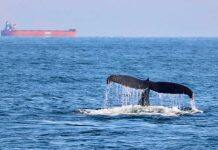 Atlantic killer whales show dangerously high levels of toxic chemicals: study