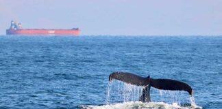 Atlantic killer whales show dangerously high levels of toxic chemicals: study