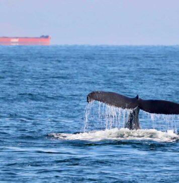 Atlantic killer whales show dangerously high levels of toxic chemicals: study