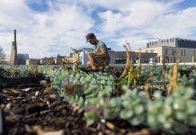 University of Toronto ranked world’s most sustainable university for second year in a row