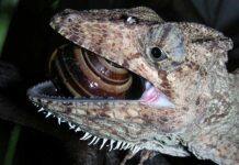 New research unlocks jaw-dropping evolution of lizards and snakes