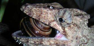 New research unlocks jaw-dropping evolution of lizards and snakes