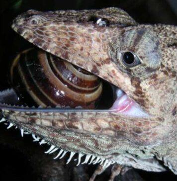 New research unlocks jaw-dropping evolution of lizards and snakes