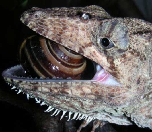 New research unlocks jaw-dropping evolution of lizards and snakes