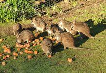 Urgent action needed to protect the Parma wallaby