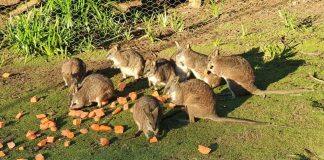 Urgent action needed to protect the Parma wallaby