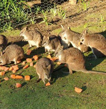 Urgent action needed to protect the Parma wallaby