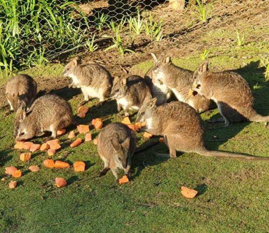 Urgent action needed to protect the Parma wallaby