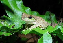 Engineering immunity in frogs to fight fungal disease