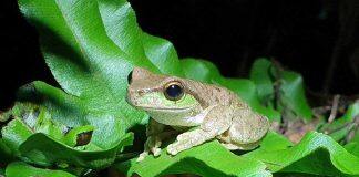 Engineering immunity in frogs to fight fungal disease