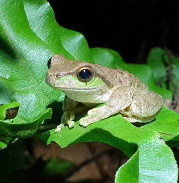 Engineering immunity in frogs to fight fungal disease