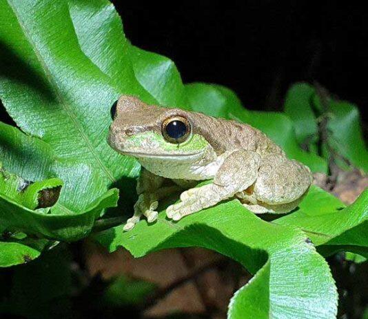 Engineering immunity in frogs to fight fungal disease