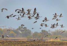 Multidisciplinary team of scientists aims to solve mystery of magnetoreception