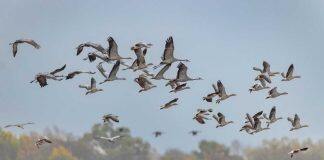 Multidisciplinary team of scientists aims to solve mystery of magnetoreception