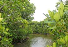 Peatlands and mangroves key to reducing carbon emissions in Southeast Asia, finds international study