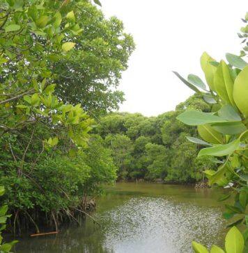 Peatlands and mangroves key to reducing carbon emissions in Southeast Asia, finds international study
