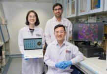 NUS scientists develop realistic ‘micro-gut’ model to study the relationship between gut microbes and human diseases