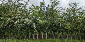 Hedgerows increase soil carbon storage by 40%